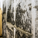 Mold Prevention & Remediation Guide