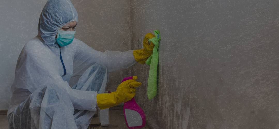 Mold Prevention & Remediation Guide